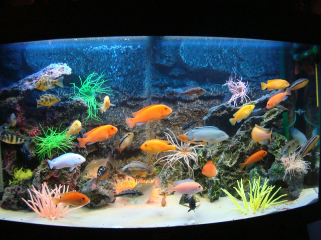 Why can you fill the aquariums with chilled boiled water?