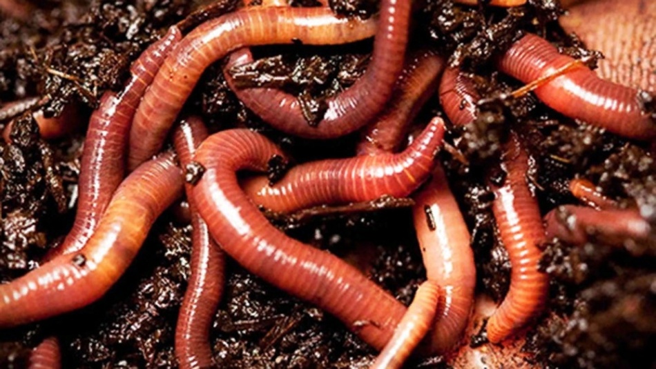 Why do living worms dream?