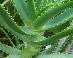 How is Aloe correctly? Is it possible to eat aloe with a peel, pregnant, with breastfeeding, for the prevention of diseases?