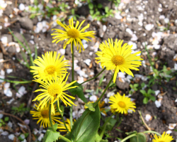 Wurzel, Gras, Blätter, Blüten sind: vorteilhafte und therapeutische Eigenschaften und Kontraindikationen für Frauen und Männer. Ereignis mit einer Verzögerung der Menstruation für die Beendigung der Schwangerschaft in den frühen Stadien für die Konzeption: Wie akzeptiert man?