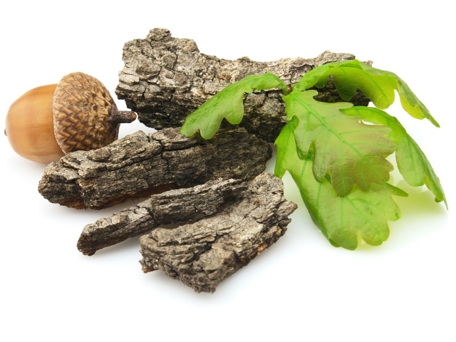 Therapeutic properties of oak bark. When and how to take oak bark for adults and children?
