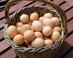 Γιατί τα σπιτικά αυγά είναι επικίνδυνα; Ποια αυγά είναι πιο χρήσιμα, εγχώρια ή αποθήκευση; Γιατί τα αυγά των κοτόπουλων στο σπίτι; Υγρή πρωτεΐνη στο αυγό των κοτόπουλων στο σπίτι: Αιτίες