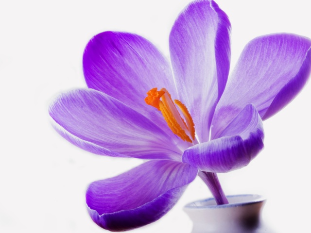 Tetoválás - Lilac: Jelentés, vázlatok, sablonok, sablonok. A virágok értéke a tetoválásokban a karon lévő lányok számára, a lábon
