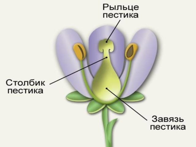 Что такое завязь у растений в биологии: определение кратко, виды завязей. Как образуется завязь у растений, что содержит завязь цветка? Что такое верхняя завязь у растений?
