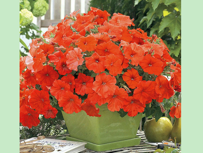 Ampelowy petunia „aksamit”