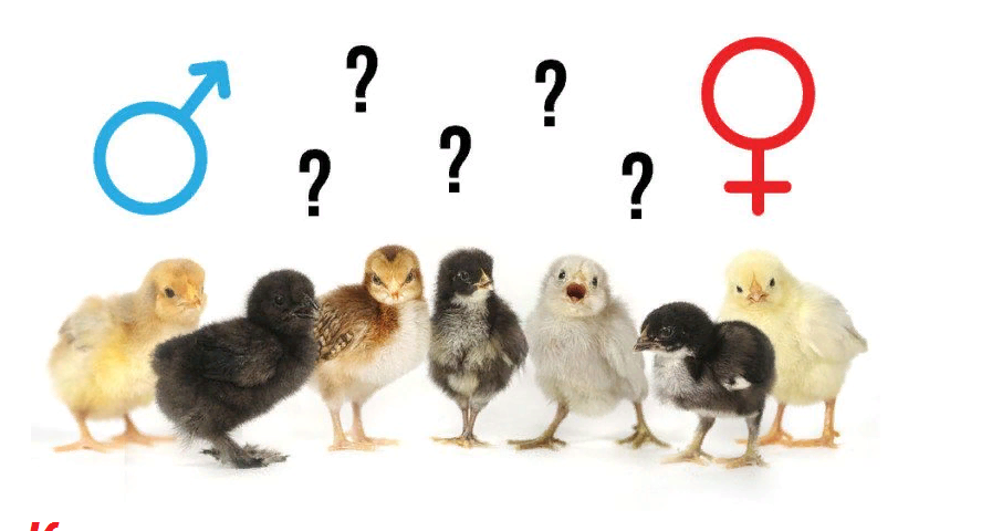 Как отличить курочку от петуха. Определить пол цыпленка. Определение пола цыплят. Пол суточного цыпленка. Цыплята по полу.
