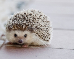 Ordinary hedgehog: A brief description for the lesson 