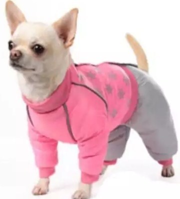 Un costume pour un chien