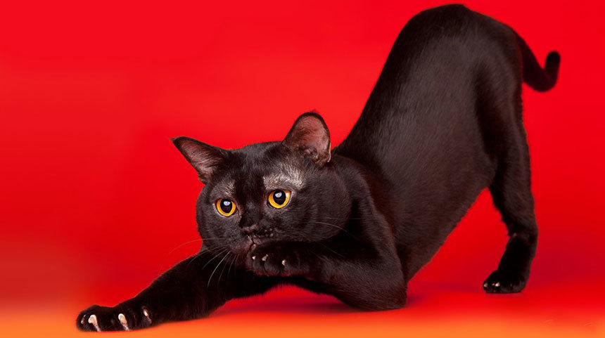 Bombay Cat