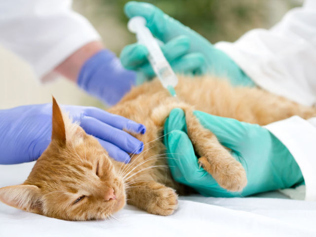 Cara membuat injeksi subkutan kucing di Wither dan intramuskuler di paha: teknik eksekusi, foto, video. Jarum suntik apa yang harus dilakukan kucing?