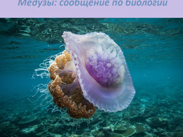 Сообщение о медузах по биологии: определение, где обитают, чем питаются, как двигаются, размножаются, сколько живут?