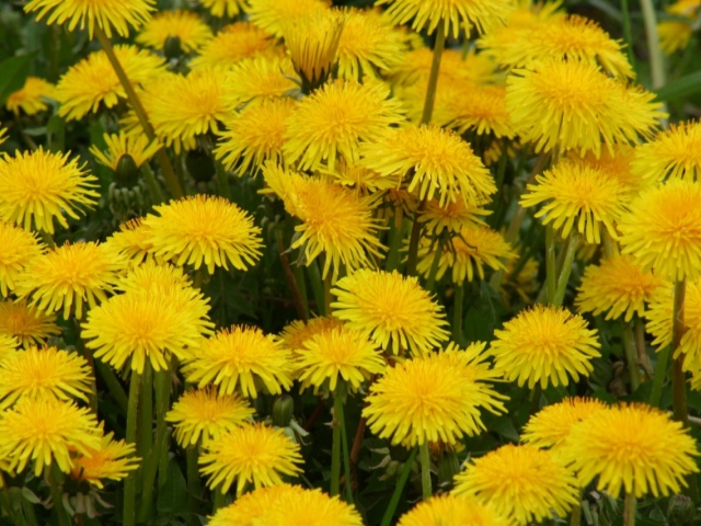 Dandelion - roots, leaves, flowers, stems: therapeutic properties, use and contraindications for women, men and children. Salad recipes for men and women, decoctions, jam, tinctures, juice, ointment, hoods, syrup, dandelion of therapeutic wine