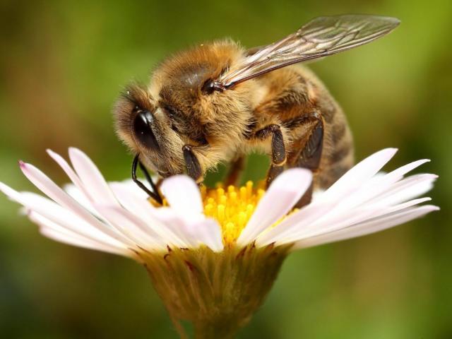 Je čebela ali žuželka? Medena čebela: domača ali divja žival, žuželka?