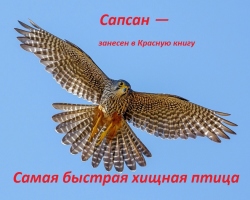 Редкая птица Сапсан: описание, размеры, интересные факты