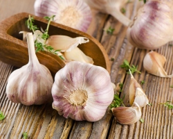 Why did the garlic turned blue in pickled tomatoes, mushrooms, in banks with pickled and canned cucumbers, with frying, baking, in marinade, pickles, on products, salting fat: reasons