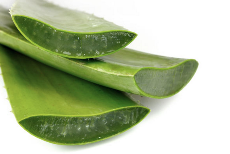 Aloe égés