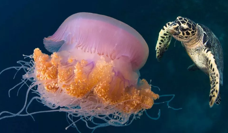 Черепахи питаются медузами