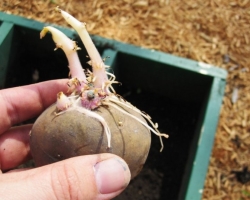 Bisakah saya makan kentang kecambah? Apa yang berbahaya bagi kentang yang tumbuh?