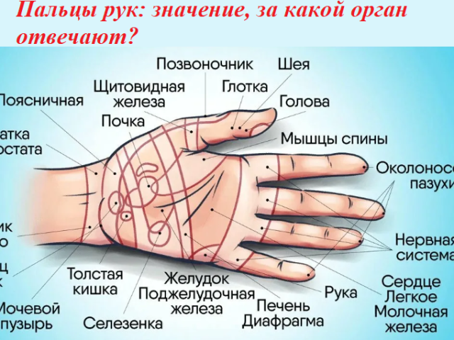 Ujjak: Az a jelentés, hogy a szerv felelős, az ujjak a belső szervekkel való levelezéséért. Lehetséges -e függetlenül masszírozni az ujjait: felszerelés?