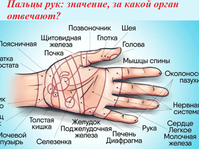 Finger: Die Bedeutung, für die das Organ verantwortlich ist, die Korrespondenz der Finger für die inneren Organe. Ist es möglich, die Finger unabhängig zu massieren: Ausrüstung