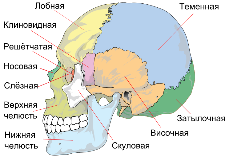 Развитие черепа человека