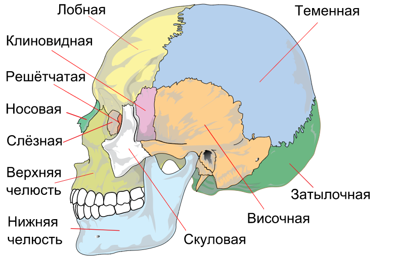 Анатомия — строение и функции черепа человека