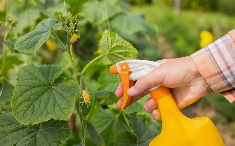 Fertilizzanti per cetrioli