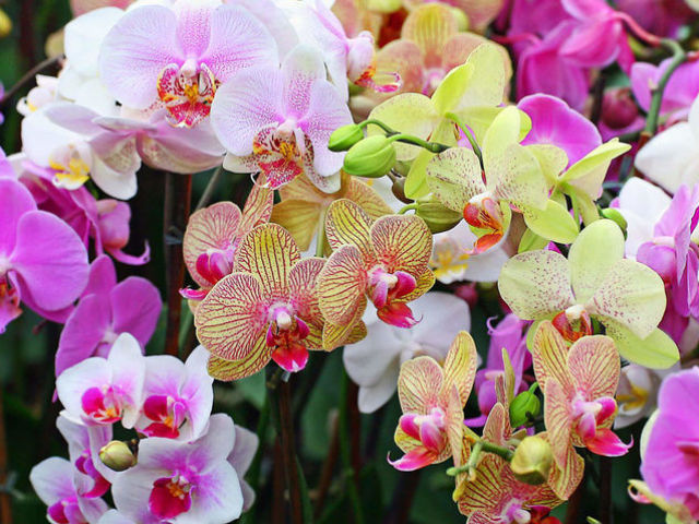 Hogyan kell gondoskodni egy otthoni orchideán: tippek. Az orchidea elhalványult - Mit kell tenni a nyíllal?