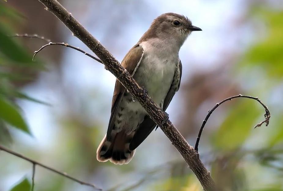 Panen atau kegagalan tanaman juga dapat diakui dengan nyanyian burung