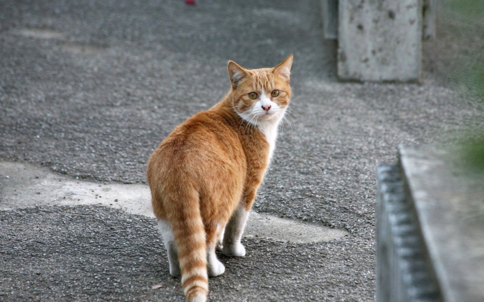 How many years do cats and street cats live on average?