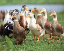 Who is more profitable to keep on the courtyard - geese or ducks: comparison, which is more economical for growing?