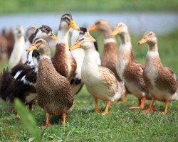 Wer ist rentabler, um den Hof zu halten - Gänse oder Enten: Vergleich, was wirtschaftlicher für das Wachstum ist?