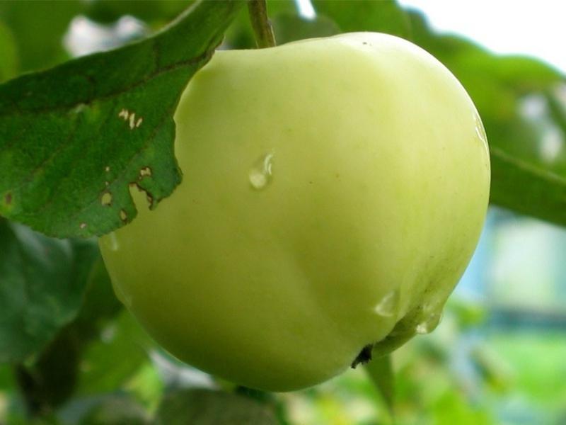 Blanc en vrac - une variété de pommes, qui est appréciée par un goût spécial