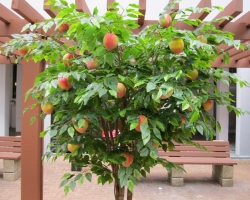 Plantering av en persika vanlig: variation, växande, vård, beskärning