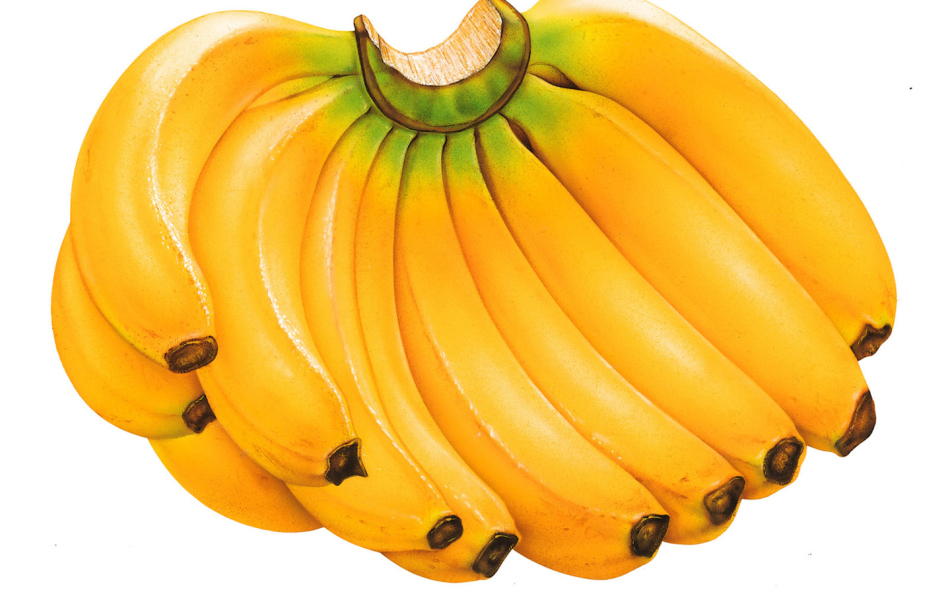 Bananas for feeding tomato