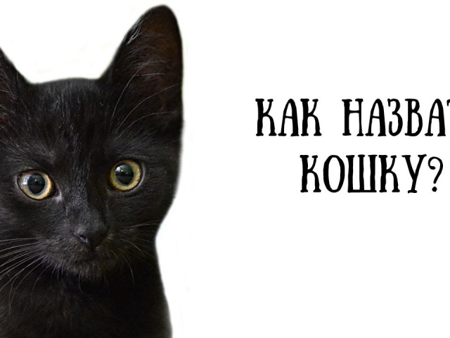 Names for cats and kittens of girls: rare and beautiful. How to call a cat a black, red, white, gray, tricolor girl?