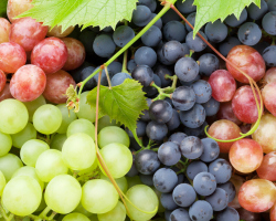 Можно ли есть виноград с кожурой и косточками — польза и вред