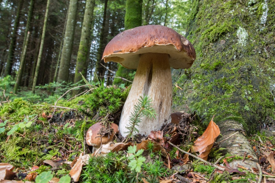 Mushrooms in the forest in a dream - a chance to change life for the better in reality.
