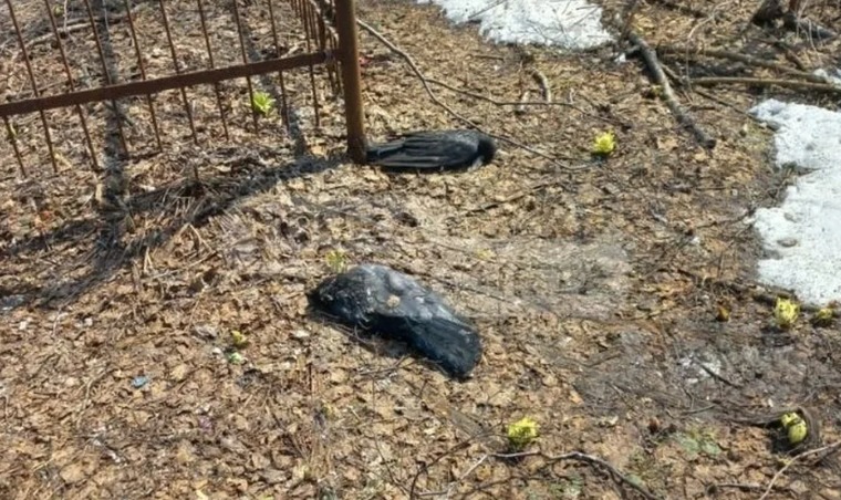 Примета про мертвых птиц на кладбище может быть истолкована по-разному