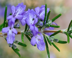 Rosemary Plant - Tumbuh di Tanah Terbuka: Pendaratan, Perawatan, Pemangkasan, Pakaian Atas