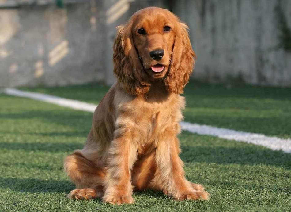 English Coker Spaniel-Card korisnika Alena m. U Yandexu ...