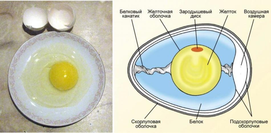 La structure de l'œuf