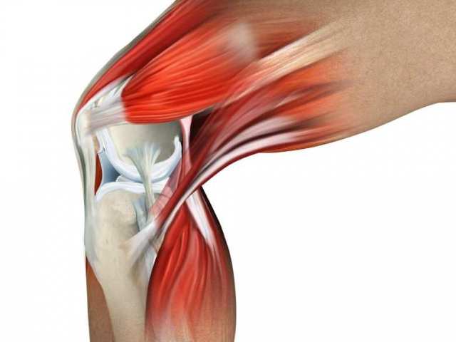 Anatomy - structure, functions and diseases of the knee joint of a person: description, scheme with designations, structural features, list of possible diseases, what does it look inside?