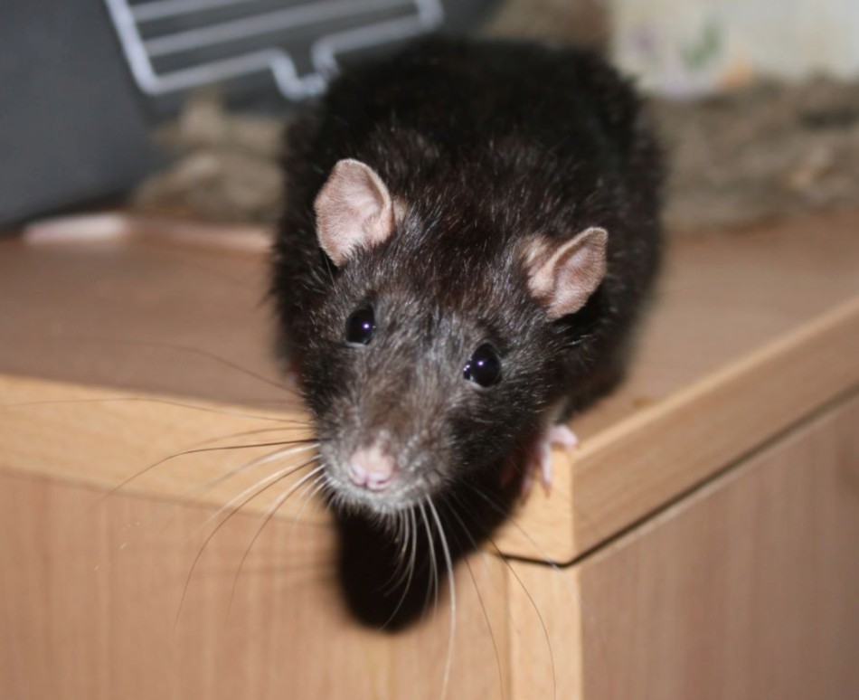 Крыса, пробравшаяся в дом во сне, предвещает потери и разочарования.
