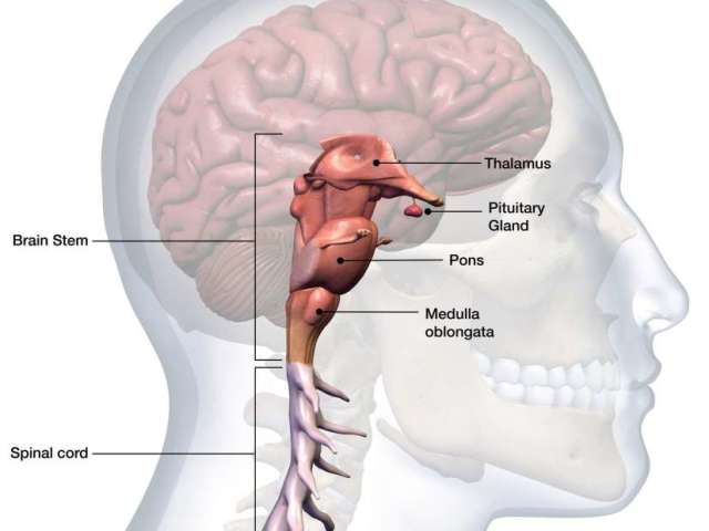 Ανθρώπινο εγκεφαλικό κορμό: δομή, λειτουργία, βλάβη και ασθένεια