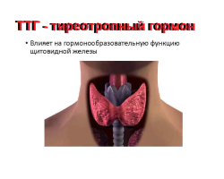 TSH - what it is: the norm in women by age: table. TSH and T4 are normal: indicators of the thyroid gland, during pregnancy. Tireotropic hormone is increased or lowered: what does this mean?