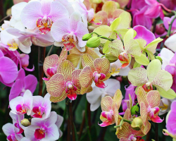 Kako skrbeti za orhidejo doma: nasveti. Orhideja je zbledela - kaj storiti s puščico?