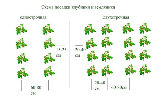 Схема посадки клубники