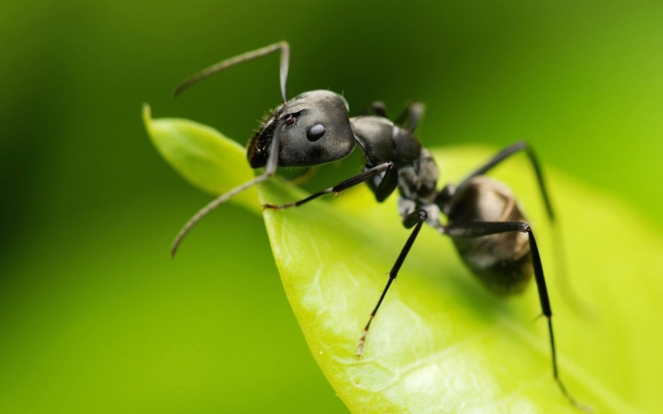Μαύρο μυρμήγκι
