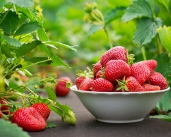 Vad är skillnaden mellan reparation av jordgubbar och vanliga jordgubbar i trädgård? Sätt att landa, reproduktion och vård